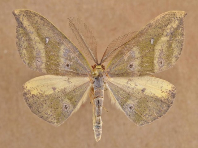 Hypochrosis meridionalis